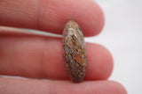 Polished Cabbed Dinosaur Bone, Fossil dino bone cabochon 1